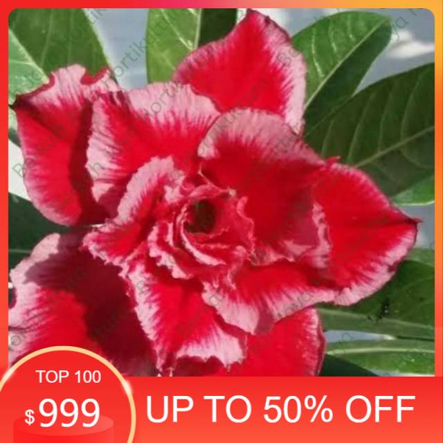 

Bibit Bunga Kamboja Adenium SantaClause