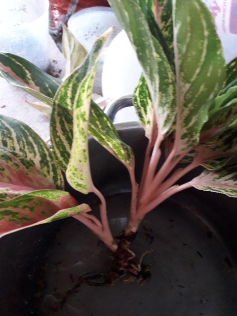 Aglonema Buterfly Induk