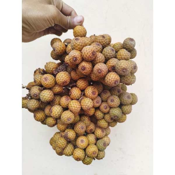 

paket hemat buah rotan / biji hoe segar 500 gram