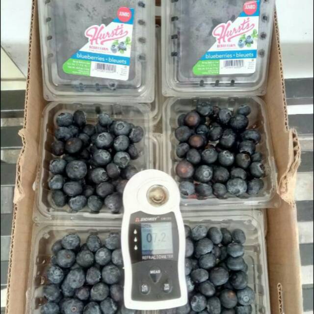 

blueberry segar