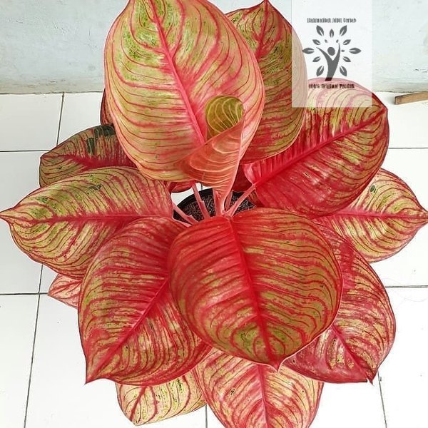 Bonggol Aglonema Dewi Huges Merah Promo