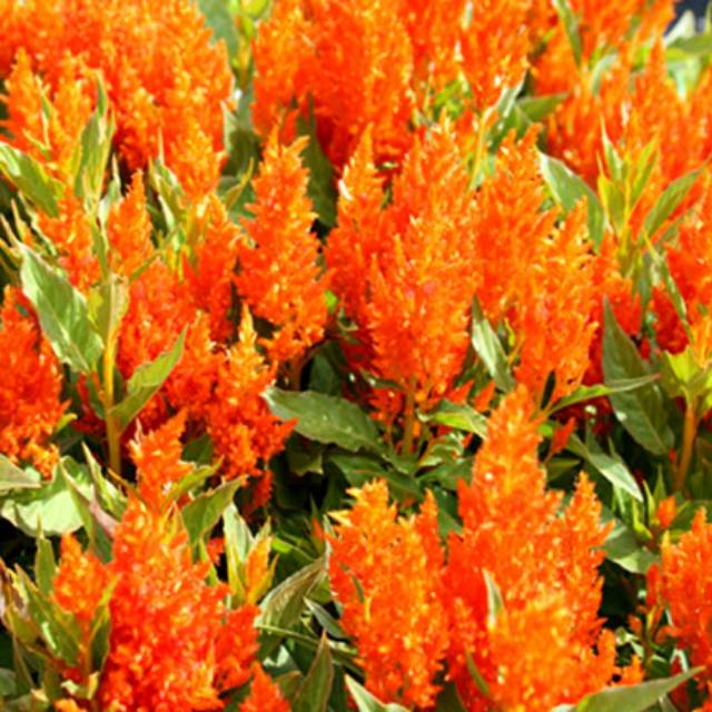 Celosia Orange 100 Biji