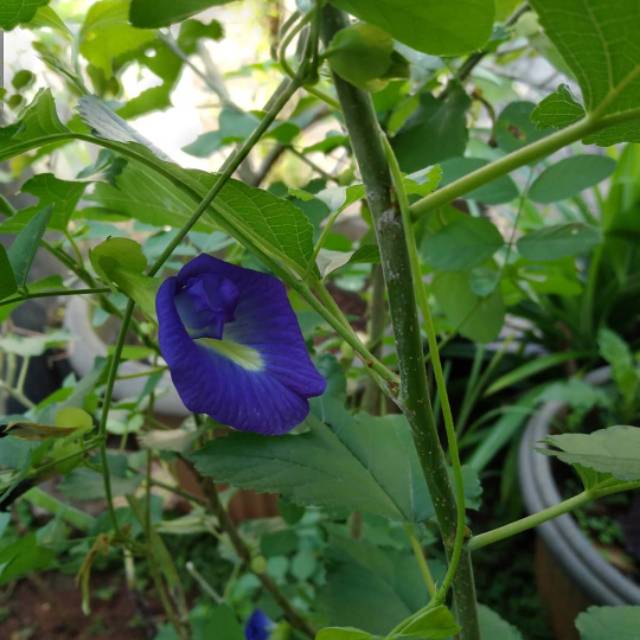 

Benih telang/butterfly pea flower
