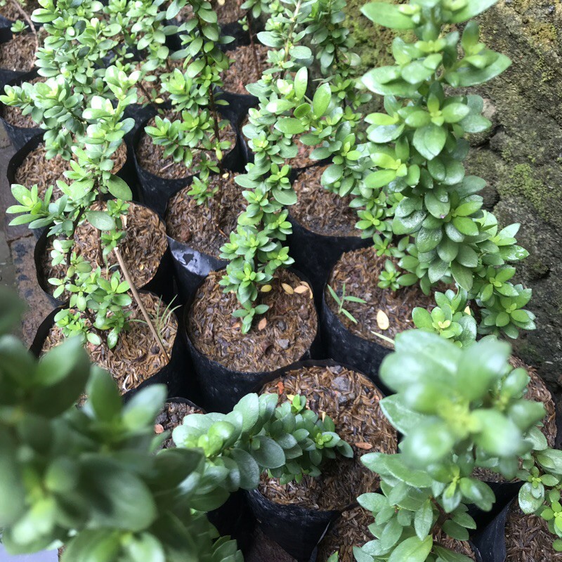 Santigi Mawar hybrid (bibit bonsai)