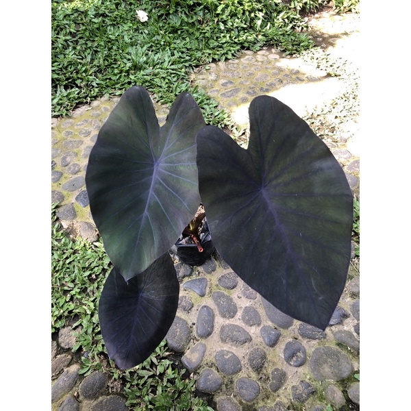 Colocasia Black Magic