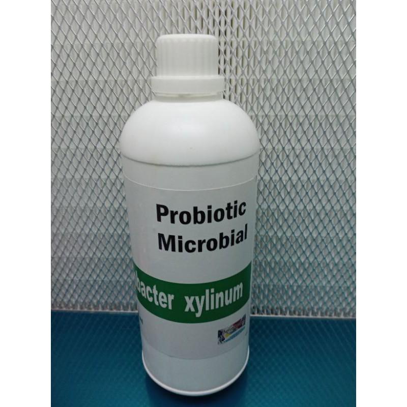 

Acetobacter xylinum / bibit nata de coco