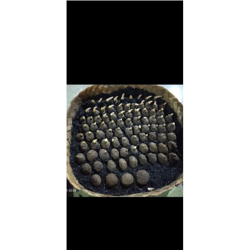 Katak porang per 1 kg  asliiles isi per 1 kg 230 sampe 350