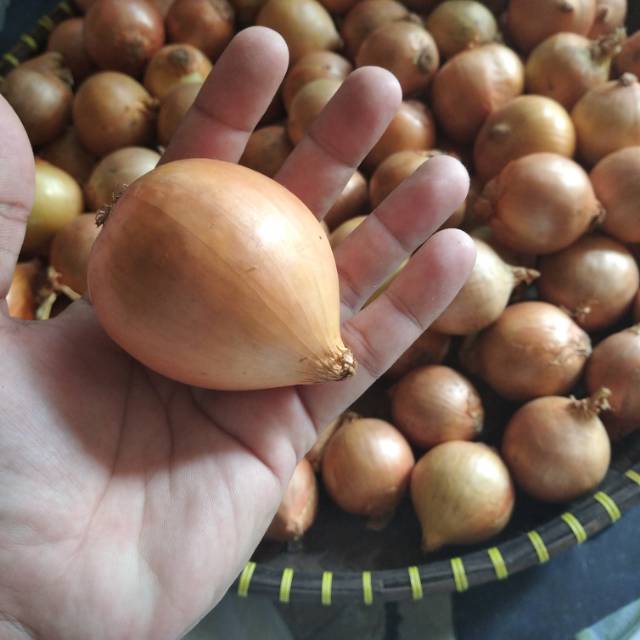 

Bawang bombay New zealand 1Kg isi 10/12