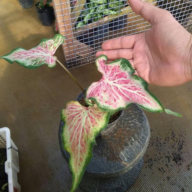 tanaman hias/caladium pink ratana/keladi/keladi senorita/keladi pink ratana
