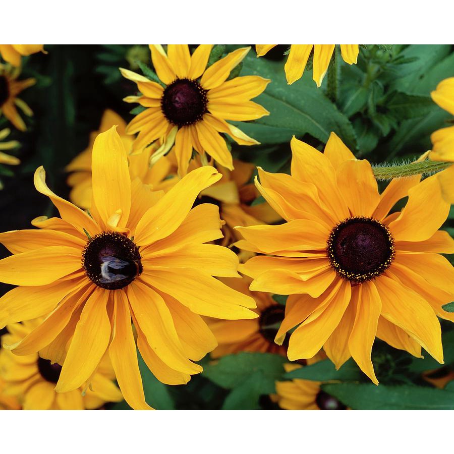 Benih Bibit Biji - Bunga Rudbeckia hirta Marmalade Flower Seeds - IMPORT