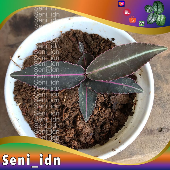 

Kiaksara labisia sumatera langka