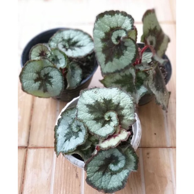 Tanaman Hias Begonia Escargot Begonia Keong
