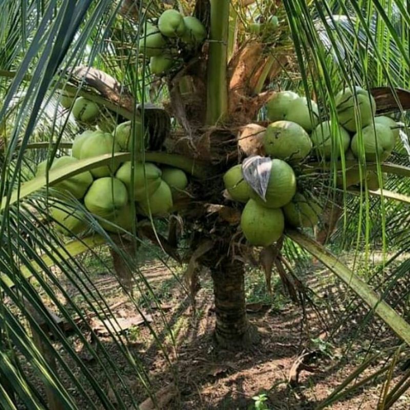bibit kelapa wulung genjah cepat berbuah