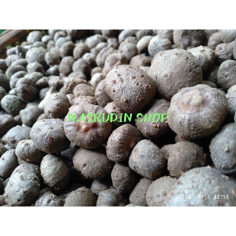BIBIT PORANG / BIBIT KATAK PORANG KARANTINA / BIBIT PORANG KATAK ASLI DORMAN / AMORPHOPHALLUS MUELLE