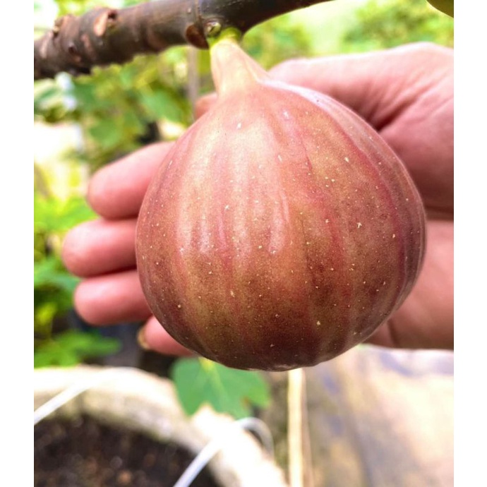 Bibit buah tin TGF JUMBO fresh cangkok - Buah tin merah unggul