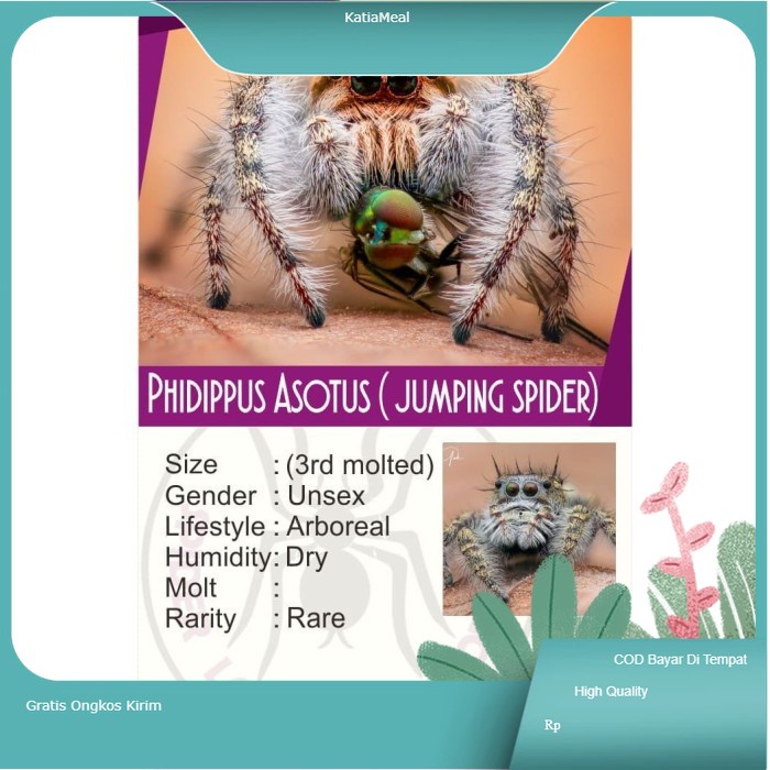 Phidippus Asotus (Jumping Spider)
