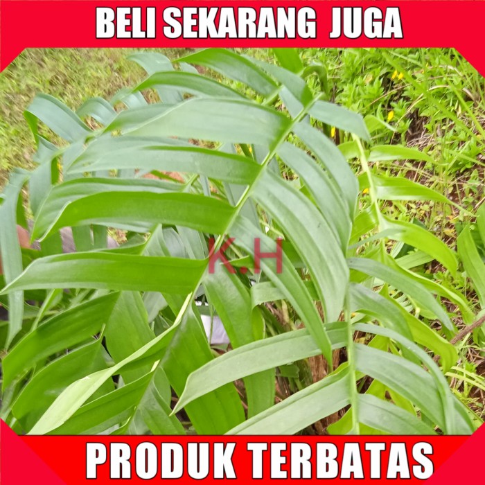 

Mosrera ekor naga