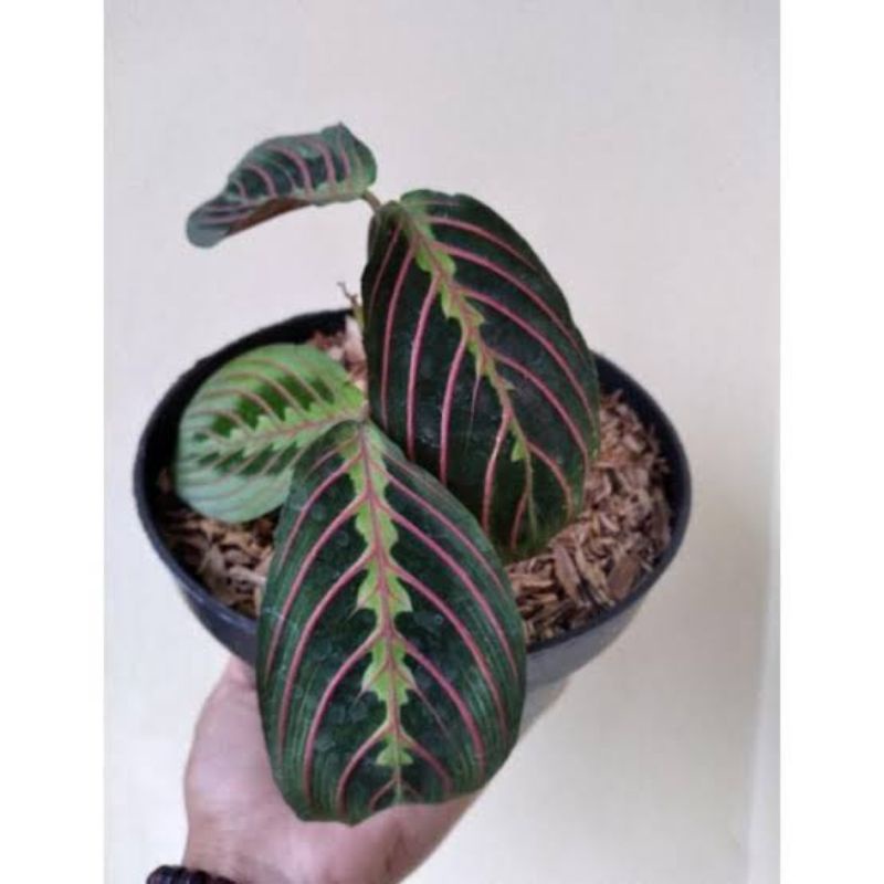 Calathea kepiting MURAH - tanaman hias calathea leuconeura - bunga murah