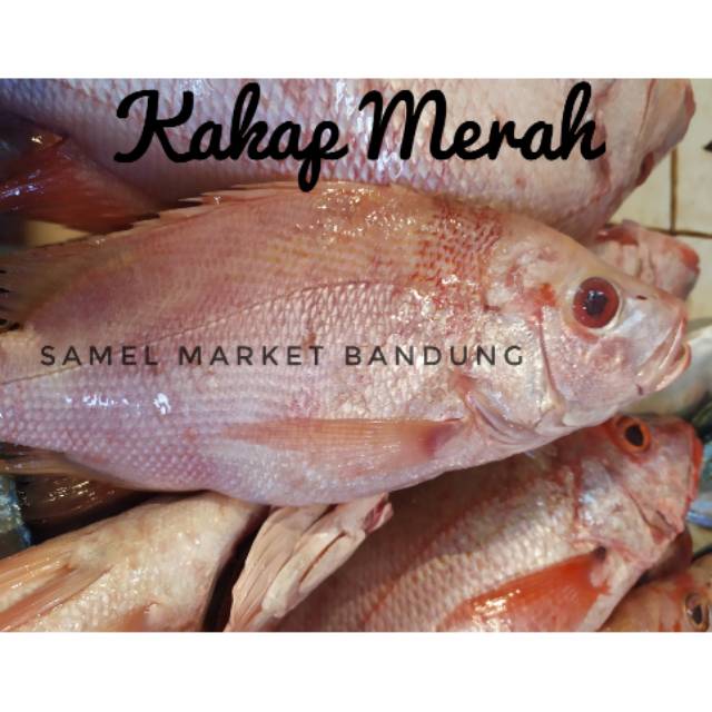 

Kakap Merah Segar