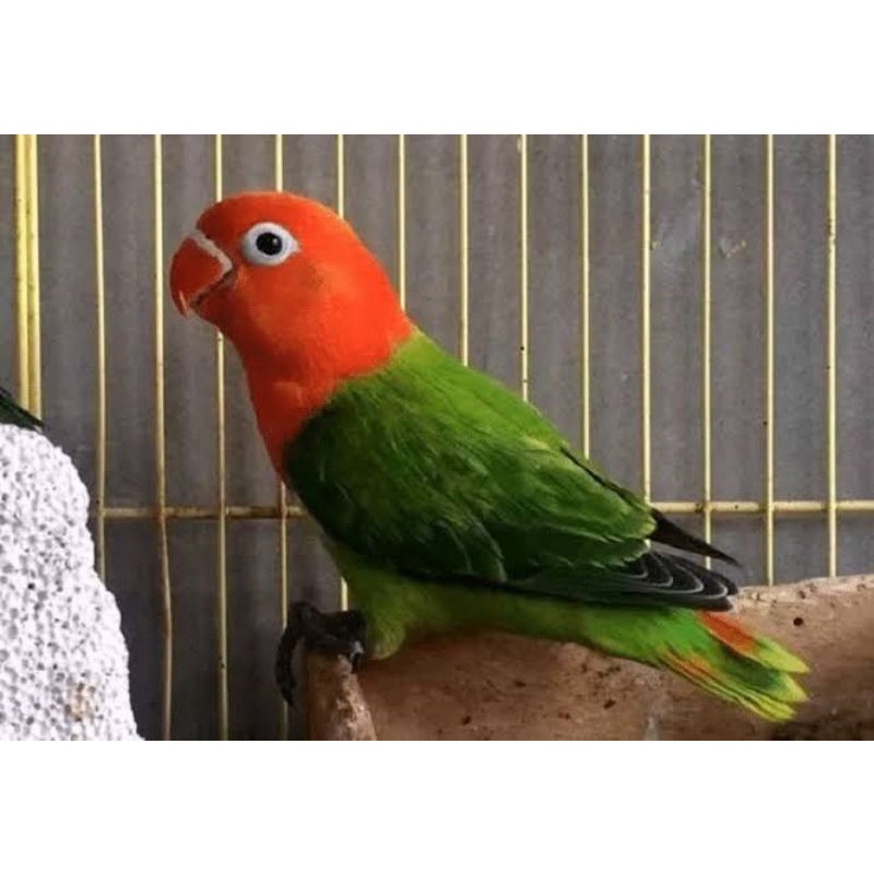 Love Bird Biola Green