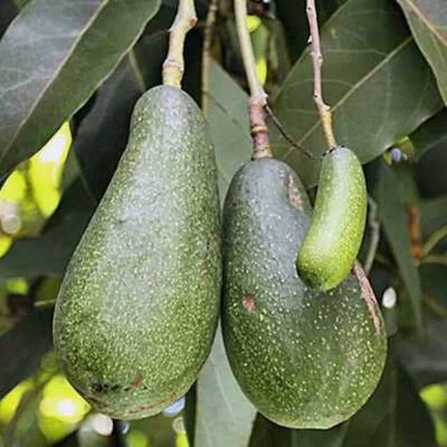 Bibit Buah Alpukat Aligator