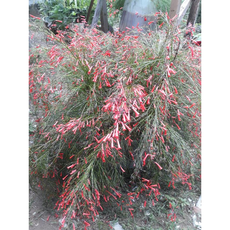 bunga hias gantung air mancur