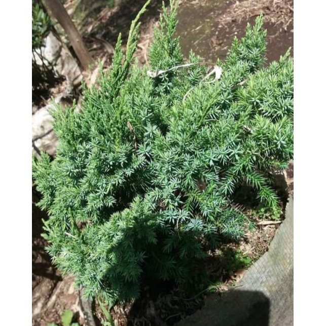 TANAMAN CEMARA DURI BAHAN BONSAI