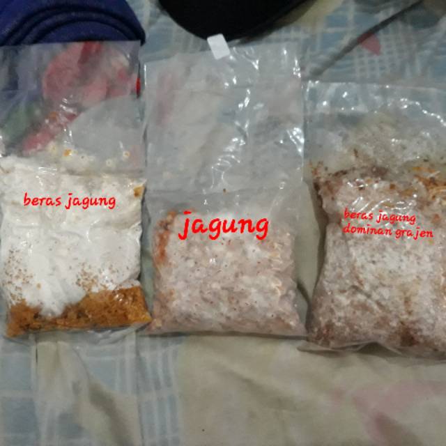 Bibit jamur tiram F2