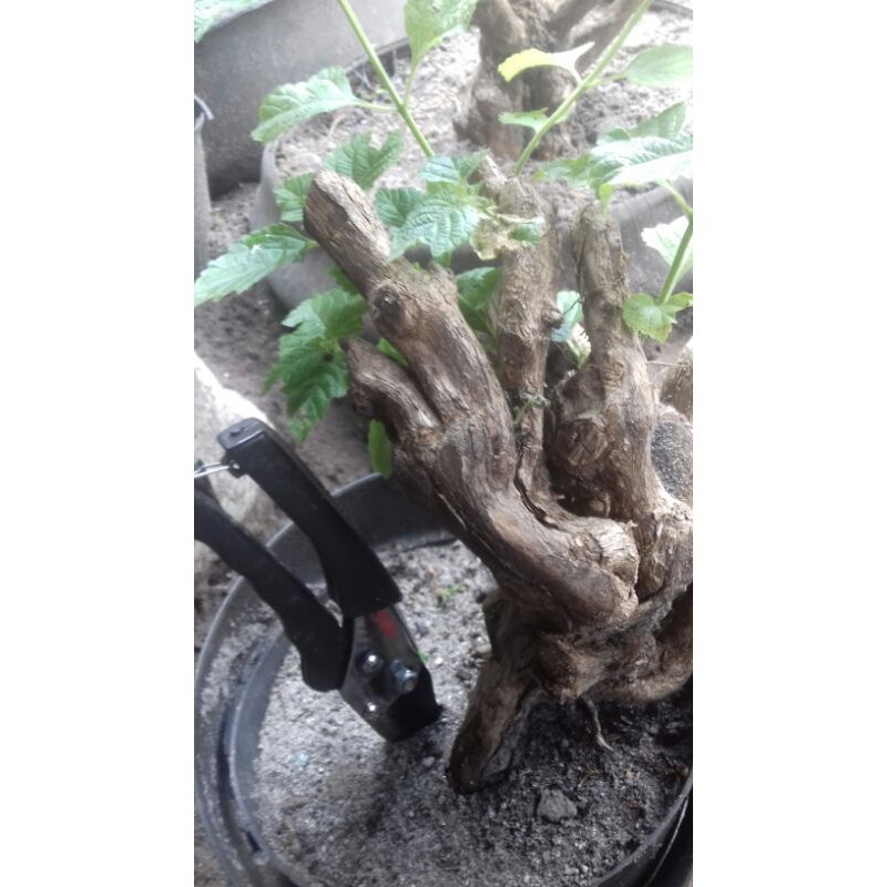 bahan bonsai lantana camara lokal