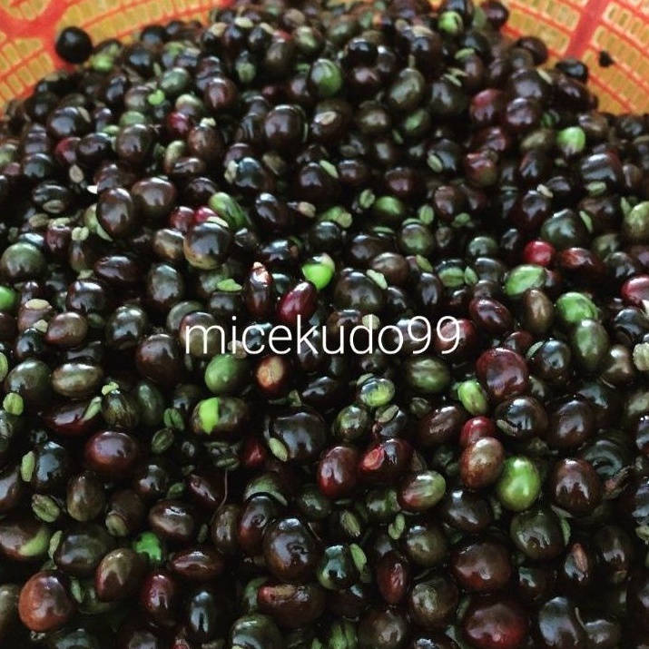 

KACANG GUDE BASAH ASLI BALI / UNDIS FRESH / KAYO / PIGEON PEA PEAS