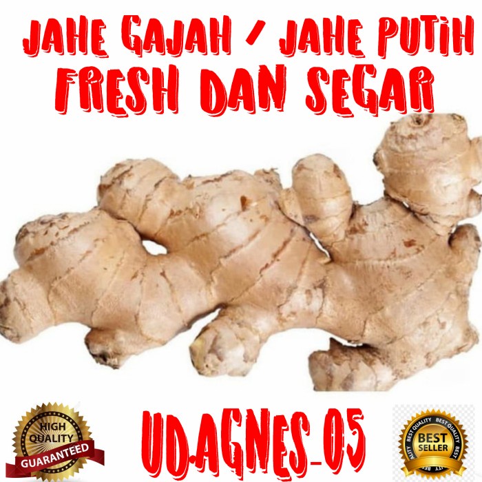 

G02G Jahe Gajah/Jahe Putih Fresh Dan Segar 1 Kg Ds5Gh