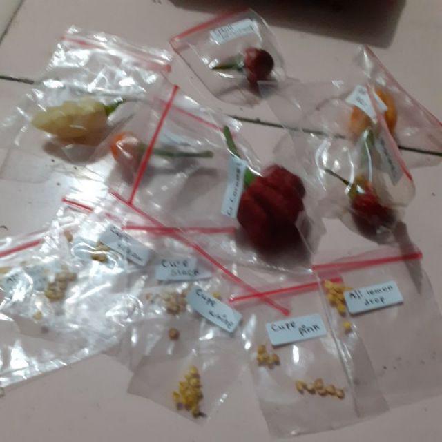 Jual Benih Cabe Impor Aji Lemon Drop