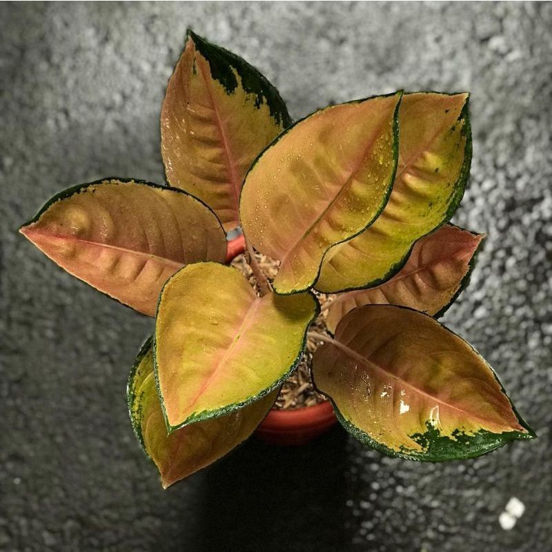 BIBIT TANAMAN HIAS AGLONEMA SULTAN BRUNEI/ANAKAN AGLONEMA SULTAN BRUNEI