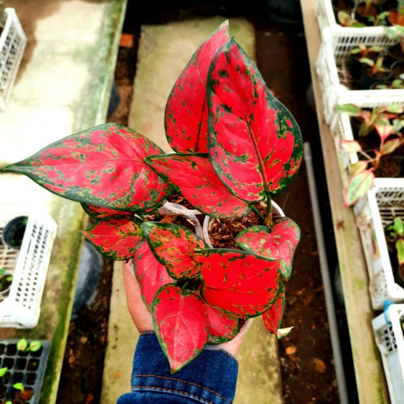 (BISA COD) Aglonema Red Anjamani Murah Bunga Aglonema Red Anjamani / Tanaman Hidup Bunga Red Anjaman
