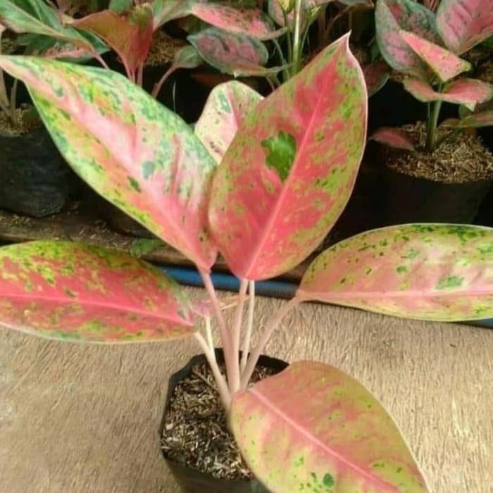 Tanaman hias aglonema bigroy - aglonema bigroy