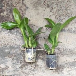 DD Orchid paket anggrek dendrobium melintir Seedling