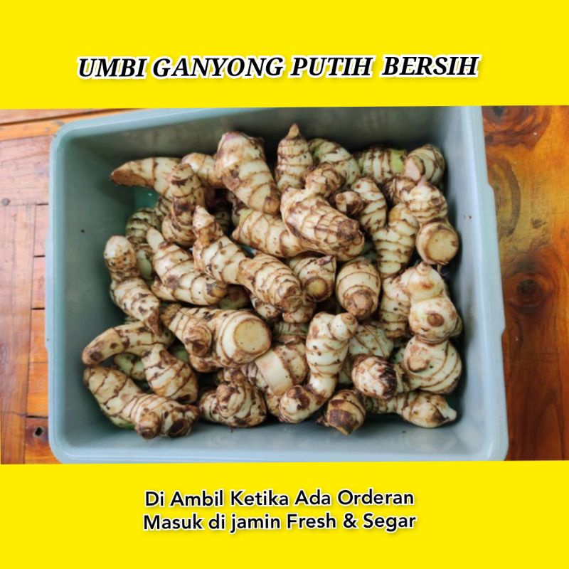 

UMBI GANYONG PUTIH SEGAR 1KG DI AMBIL KETIKA ADA ORDERAN MASUK
