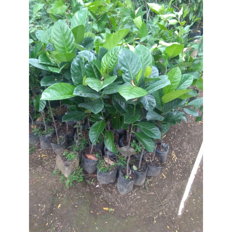 

bibit nangka cepedak