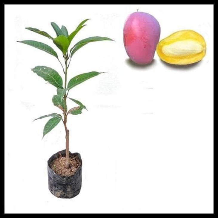 BIBIT MANGGA YUWEN POHON MANGGA BIBIT BUAH MANGGA YU WEN TAIWAN MERAH