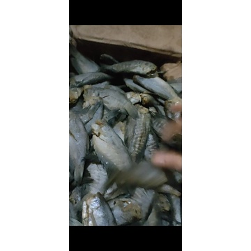 

ikan kering sepat siam