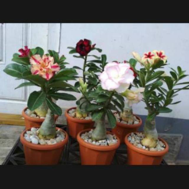 Paket 6 Adenium bunga tumpuk