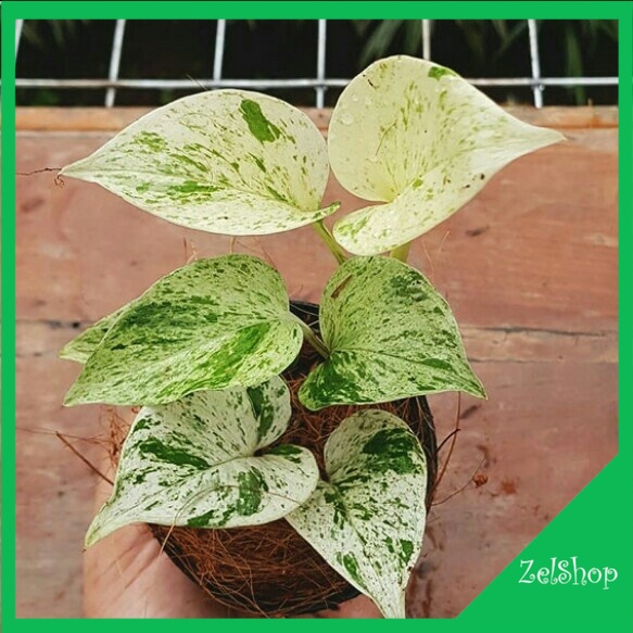 Tanaman Hias Epipremnum Marble Queen Variegata / Epip Marble