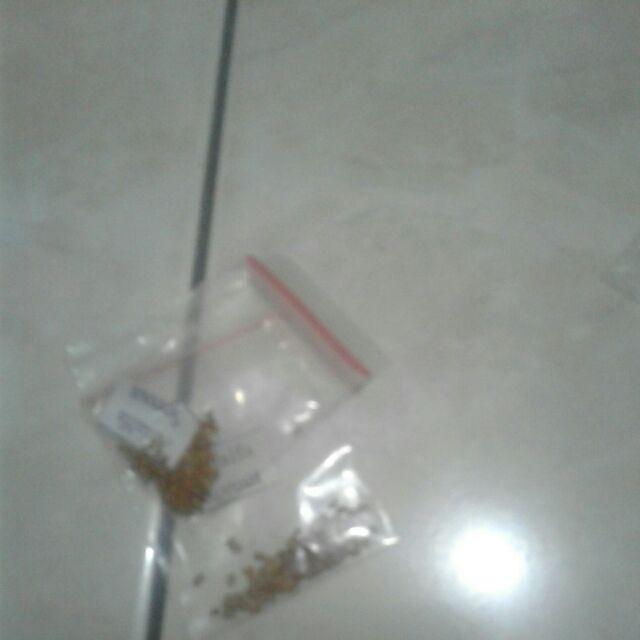 Benih Bibit Biji Alfalfa Microgreens Kemasan Alumunium Foil