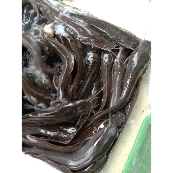 

ikan lele segar (bukan frozen) 500gr / 1kg