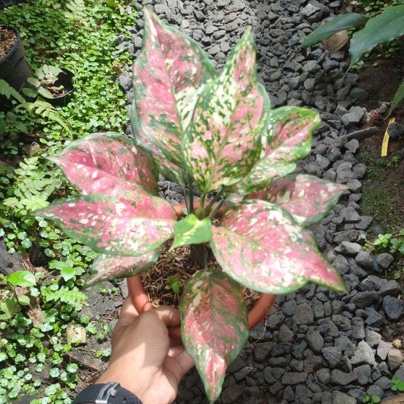 aglaonema Tri colour