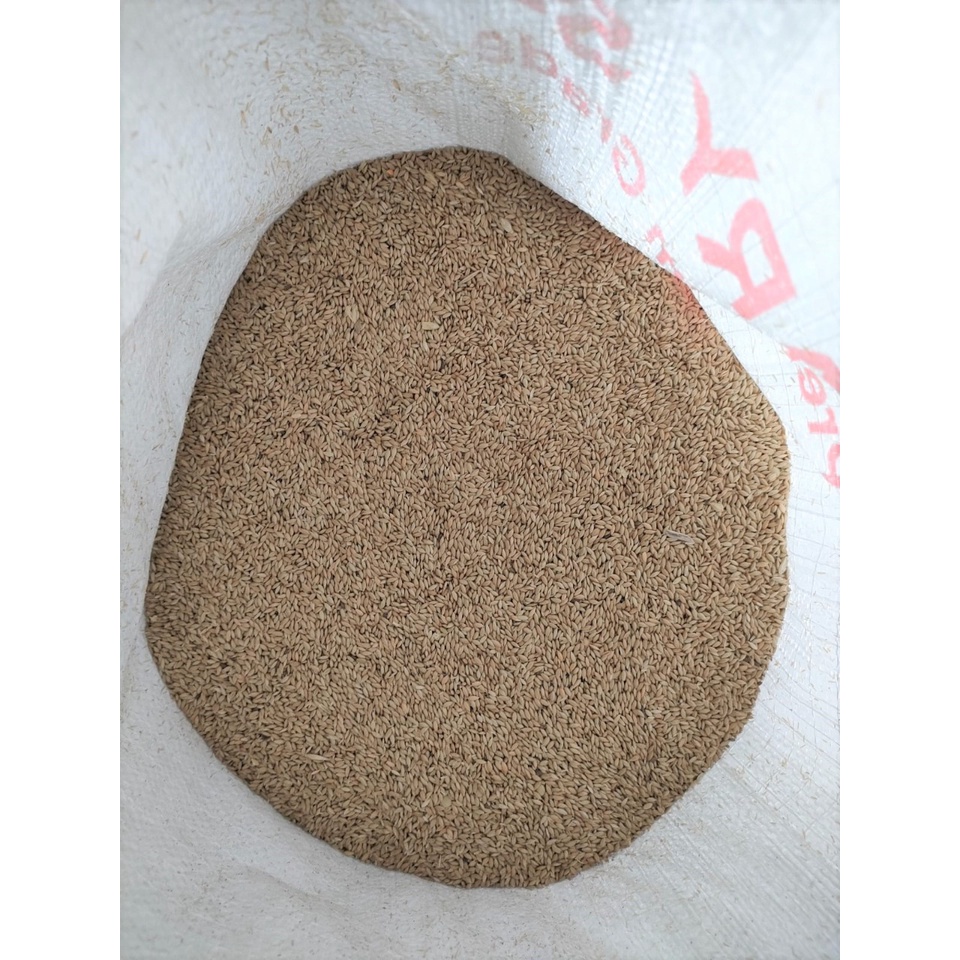 Canary Seed 25 kg Biji Kenari Pakan Makanan Burung Lovebird Love Bird