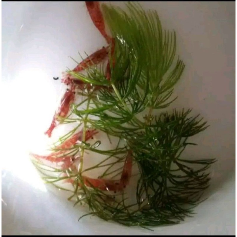 udang hias red cherry aquascape