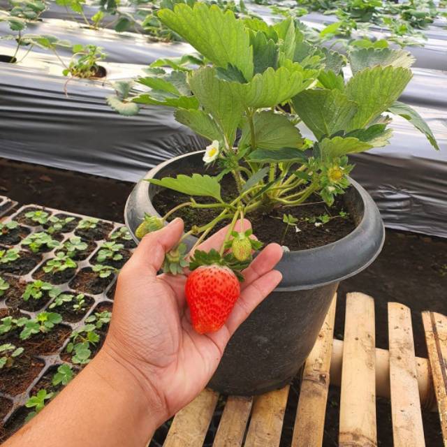 10 Biji - Benih strawberry ICHAN KING F1 stroberi dataran rendah - tinggi repack-3