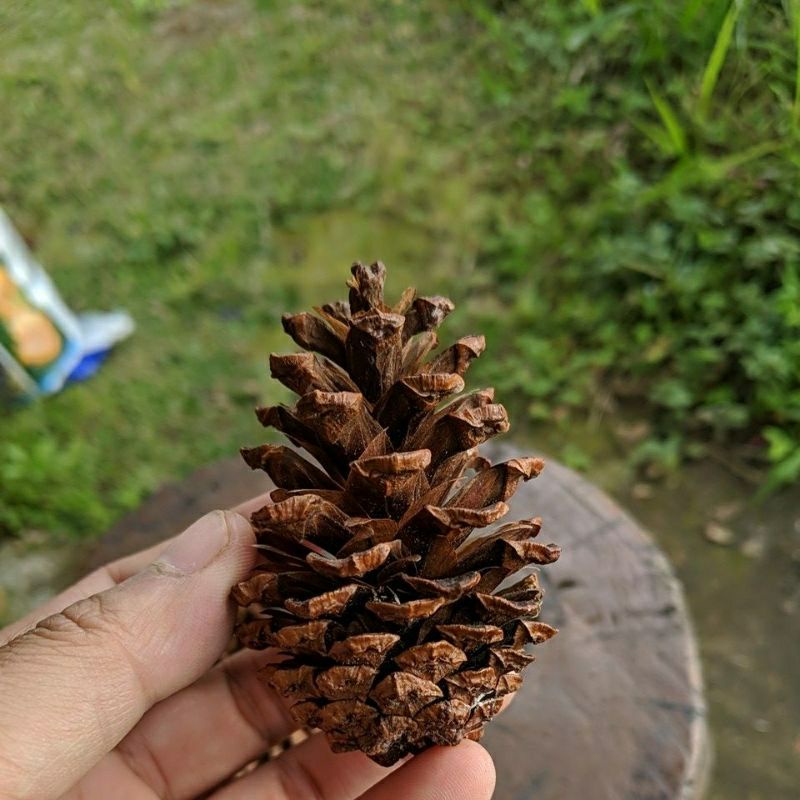 Jual Bunga Pinus Kering Pine Cone Biji Pinus Indonesia Shopee Indonesia