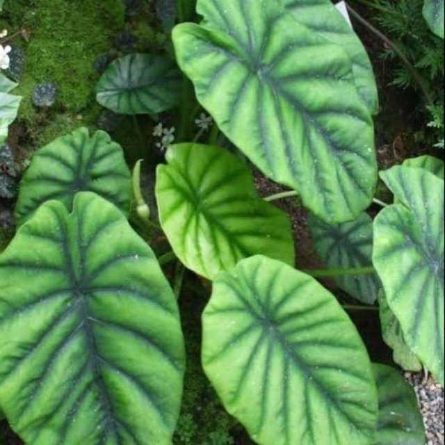 Alocasia Hijau - Keladi Tengkorak Hijau